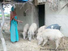 Engaged in pig rearing in LCIF Kaushambi CBR Project
